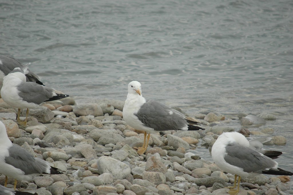 Gull, California, 2010-06306104 Antelope Island SP, UT.JPG - California Gull. Antelope Island State Park, UT, 6-30-2010